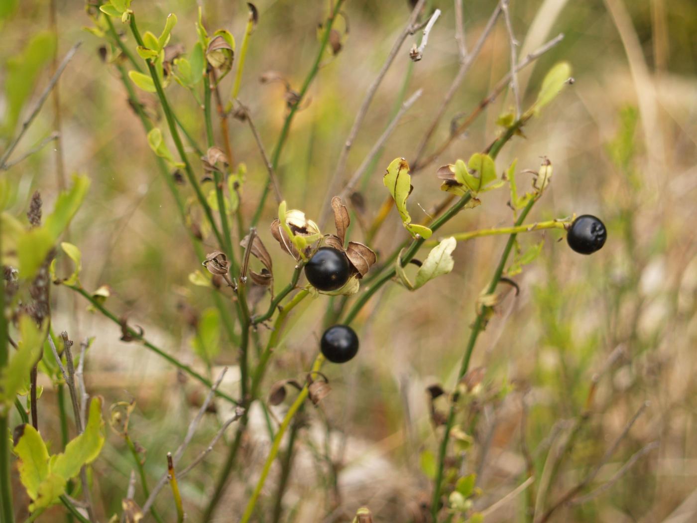 Jasmine, Wild fruit